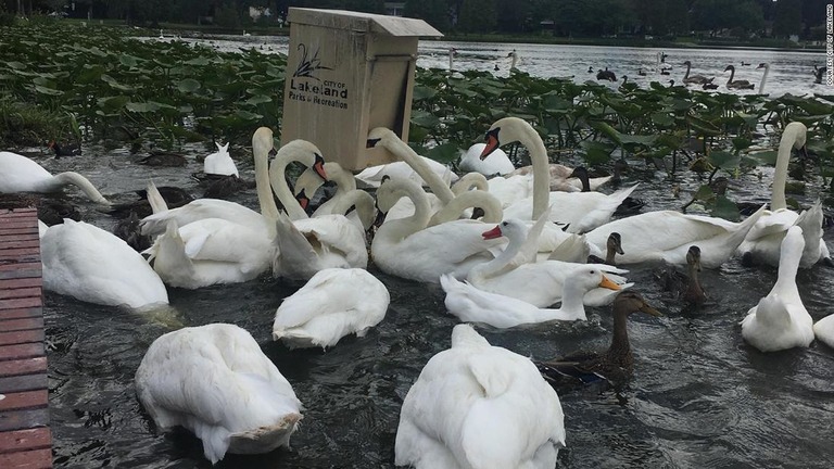 モートン湖に設置された餌箱に集まる白鳥/Courtesy City of Lakeland 