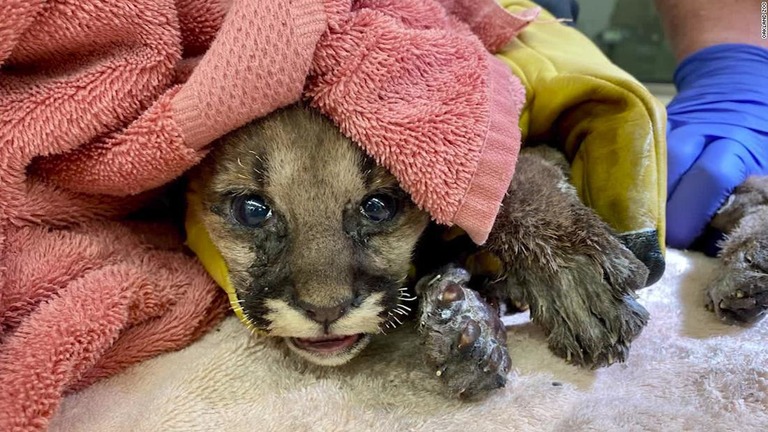 火災現場から発見され保護されたピューマの赤ちゃん/Oakland Zoo