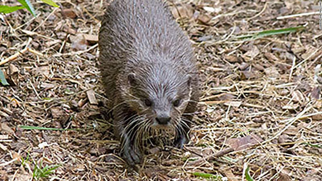 里親 カワウソ コツメカワウソ（♀）メス