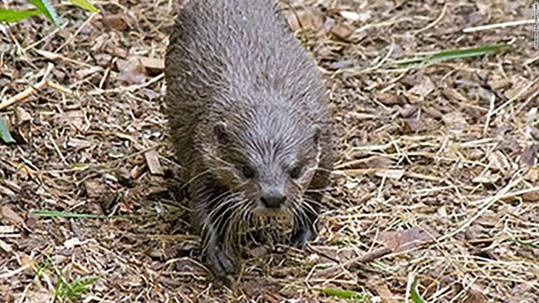 つがいのメスを失ったオスのコツメカワウソがこのほど、専用の出会い系サイトを通じて新しいパートナーと出会う出来事があった/Cornish Seal Sanctuary