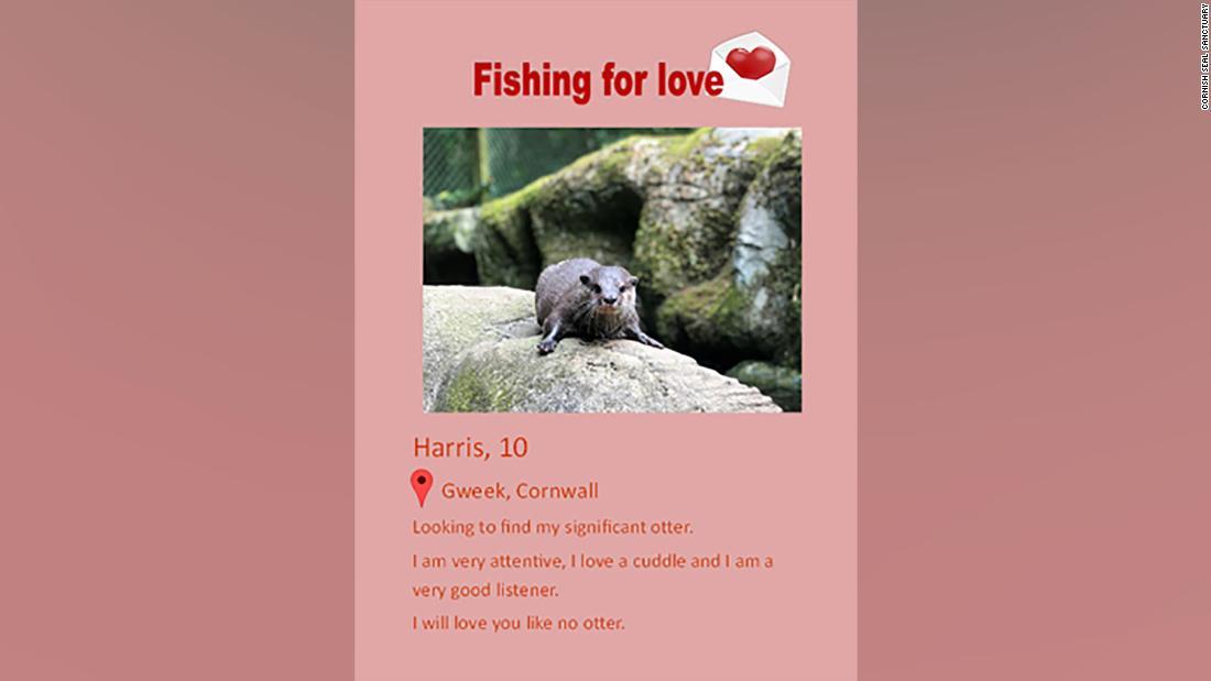 ハリス専用の「出会い系サイト」/Cornish Seal Sanctuary