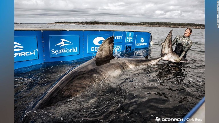 カナダ沖で見つかった巨大なホホジロザメ/From Chris Ross/OCEARCH/Twitter
