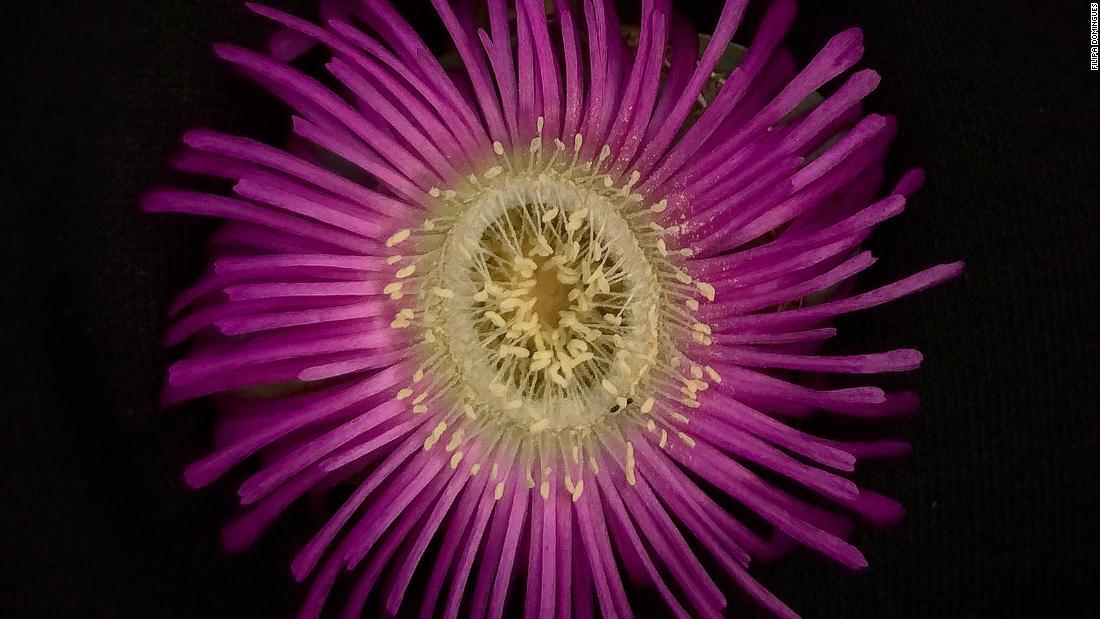 南アの希少種アルギロデルマ・テアルティーは、鮮やかなパープルピンクの花を咲かせる