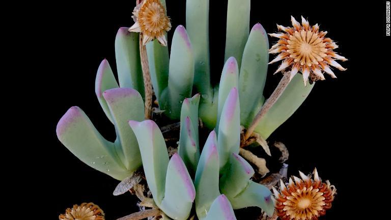 ケイリドプシスと呼ばれる種類の多肉植物。同属の種が100種類存在し、ドミンゲスさんによるとすべて南アの固有種だという/Filipa Domingues