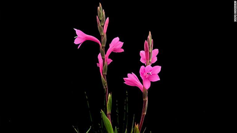 鮮やかな花を咲かせるワトソニア・コッキネア/Filipa Domingues