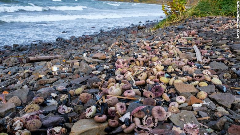 大量の海洋生物の死骸が海岸に打ち上げられた/Vasiliy Yablokov/Greenpeace