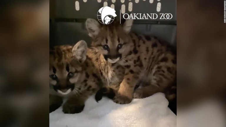 山火事から救出された２頭のピューマの赤ちゃん/From Oakland Zoo/Twitter