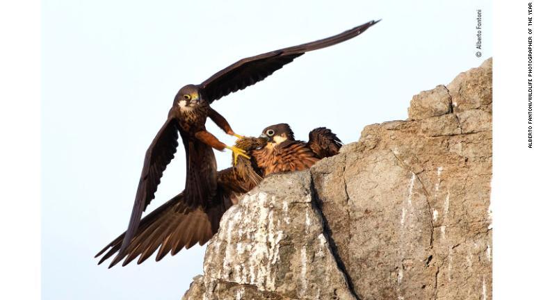 伊サルデーニャ島の急峻な崖の上で、つがいの片方にえさを与えるエレオノラハヤブサ/Alberto Fantoni/Wildlife Photographer of the Year