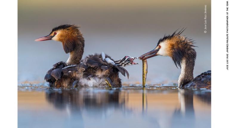 スペイン西部ブロサスの潟にいるカンムリカイツブリの親子/Jose Luis Ruiz Jiménez/Wildlife Photographer of the Year