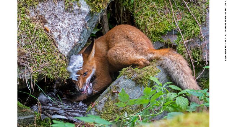 若いキツネがカオジロガンを捕食する瞬間/Liina Heikkinen/Wildlife Photographer of the Year