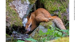 若いキツネがカオジロガンを捕食する瞬間