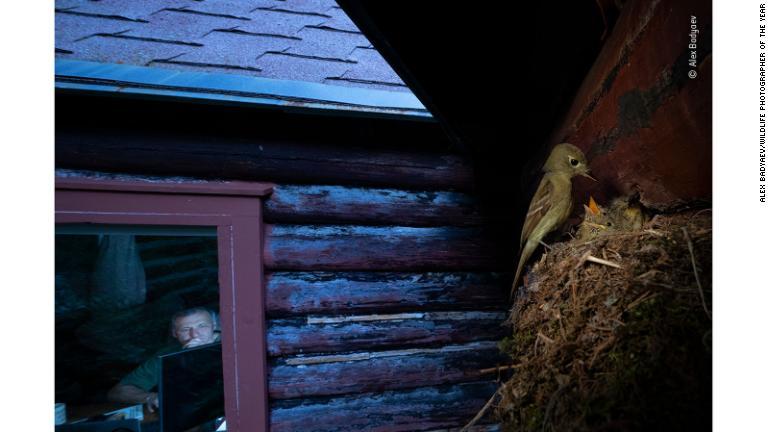 米ロッキー山脈でひなを育てるロッキアキノドメジロハエトリ。近くのキャビンから生物学者がその様子を観察している/Alex Badyaev/Wildlife Photographer of the Year