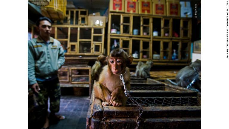 バリ島の鳥市場で鎖につながれるブタオザルの子ども/Paul Hilton/Wildlife Photographer of the Year