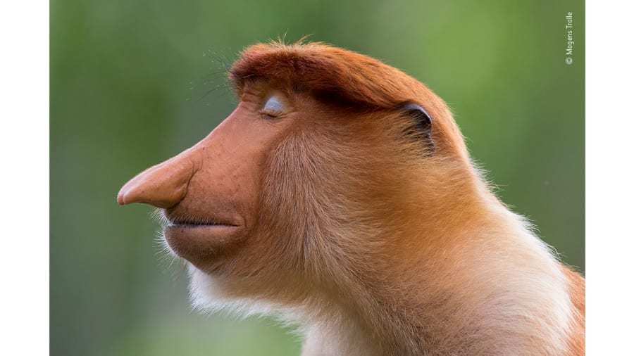 Cnn Co Jp 野生動物写真家大賞 トラの意外な姿とらえた1枚が受賞 Cnn Co Jp 野生動物写真家大賞 トラの意外な姿とらえた1枚が受賞