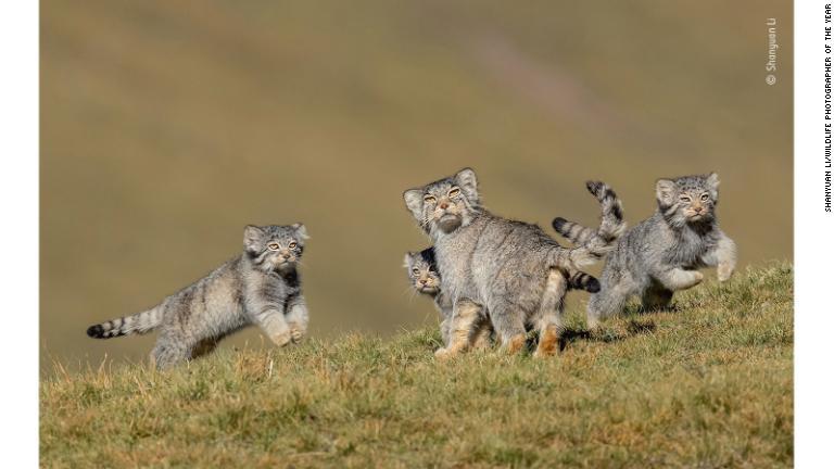 珍しいマヌルネコの家族の写真。チベット高原で６年をかけ、撮影に成功した/Shanyuan Li/Wildlife Photographer of the Year