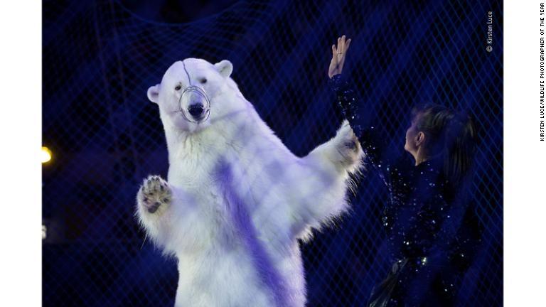 ロシア連邦タタールスタン共和国のサーカスで演技するホッキョクグマ/Kirsten Luce/Wildlife Photographer of the Year