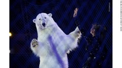 ロシア連邦タタールスタン共和国のサーカスで演技するホッキョクグマ