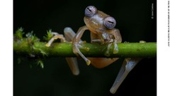 グラスフロッグと総称されるアマガエルモドキ科のカエル。クモを捕食している。エクアドル北西部で撮影
