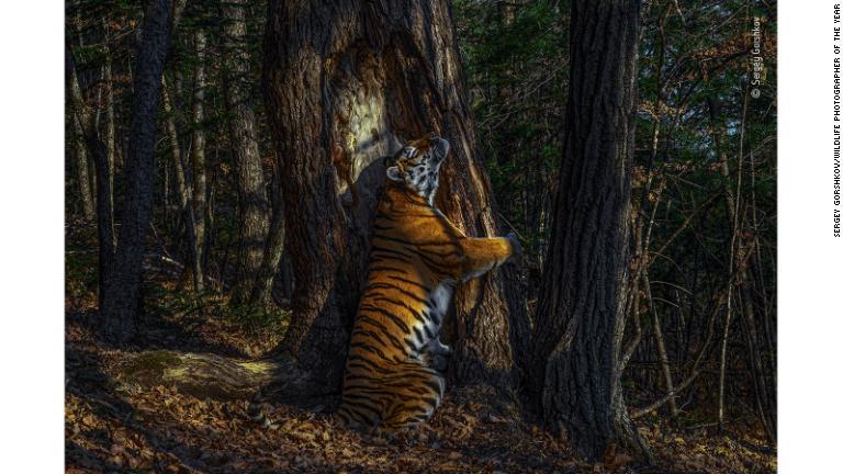 ロシア極東の森に仕掛けた隠しカメラでとらえたアムールトラの希少な姿。全体での大賞に輝いた/Sergey Gorshkov/Wildlife Photographer of the Year