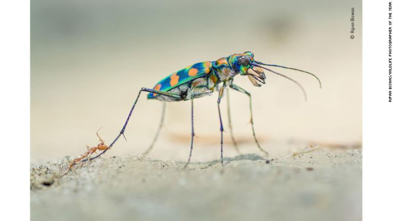 ハンミョウ科の甲虫の後ろ脚にかみつくツムギアリ/Ripan Biswas/Wildlife Photographer of the Year