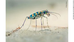 ハンミョウ科の甲虫の後ろ脚にかみつくツムギアリ
