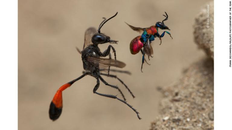 それぞれの巣穴に入ろうとするサトジガバチ（左）とセイボウ/Frank Deschandol/Wildlife Photographer of the Year
