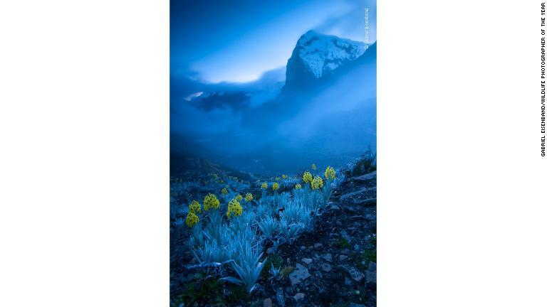 コロンビアにしか生息しないキク科の植物。アンデス山脈のリタクバ・ブランコの斜面で撮影/Gabriel Eisenband/Wildlife Photographer of the Year