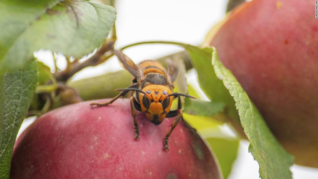 リンゴの木に放たれたオオスズメバチ/Karla Salp/Washington State Department of Agriculture via AP