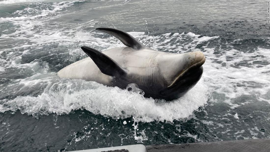 公な捜索は打ち切られたが地元の住民らは現在もフンギを探している/Dingle Sea Safari Tours