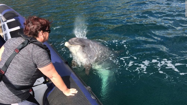 アイルランドで親しまれてきたバンドウイルカの「フンギ」が行方不明になっている/Dingle Sea Safari Tours