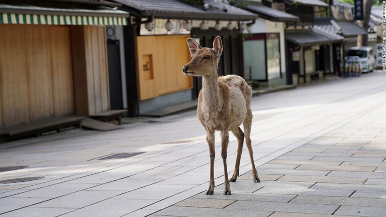 奈良名物の鹿をビニール袋の誤飲から救うべく、「食べられる」紙袋が開発された/Jinhee Lee/SOPA Images/LightRocket/Getty Images