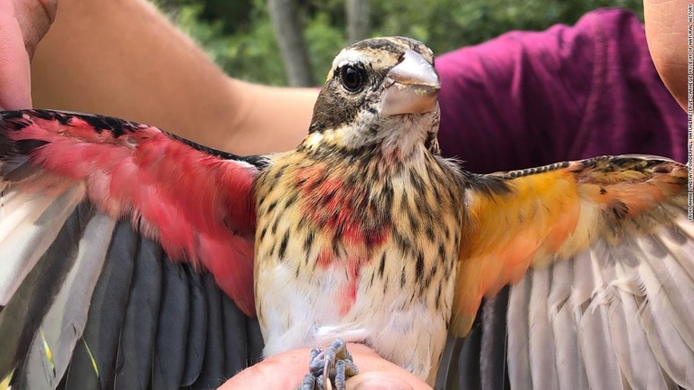 発見された「雌雄モザイク」のムネアカイカル/From Annie Lindsay/Powdermill Nature Reserve/Carnegie Museum of Natural History 