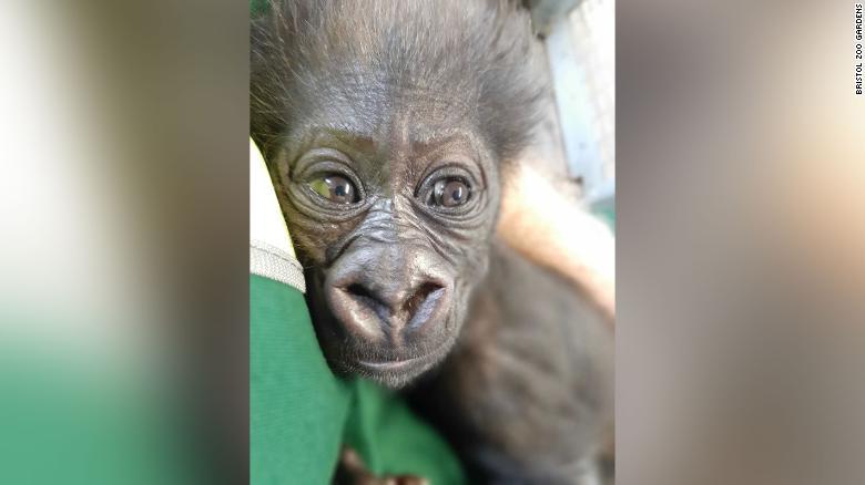 赤ちゃんは生後２カ月のオス。名前はまだ決まっていない/Bristol Zoo Gardens