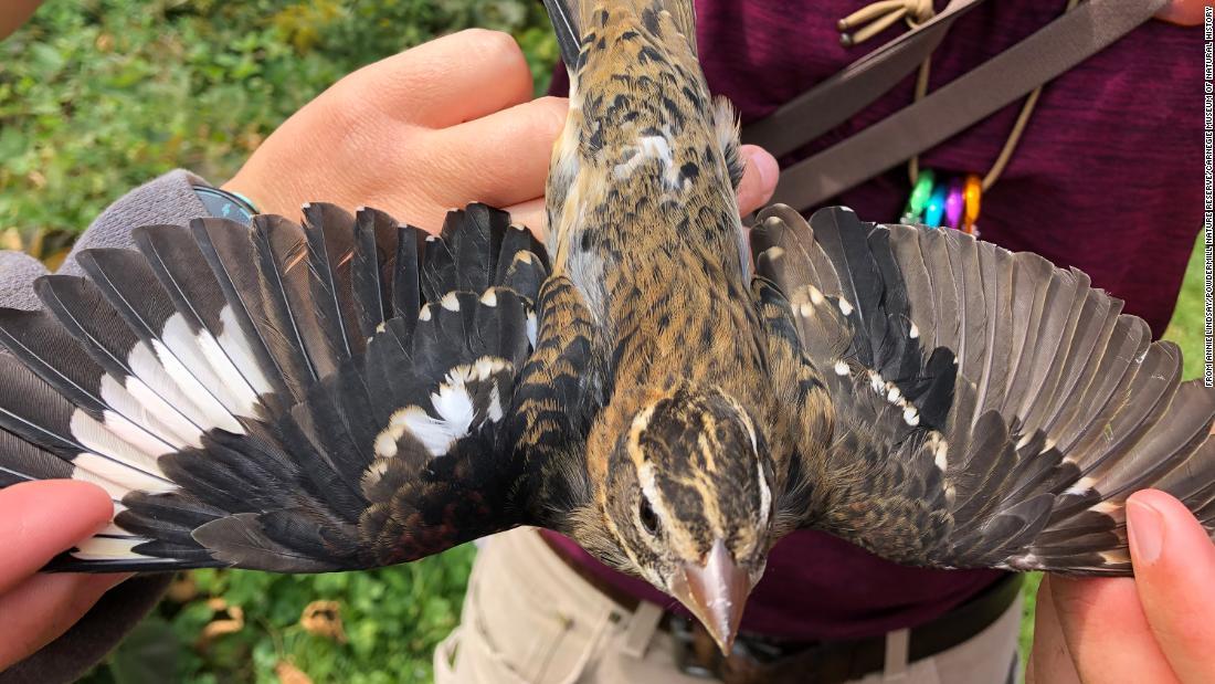 パウダーミル自然保護区で発見された「雌雄モザイク」の鳥としては今回が5羽目となる/From Annie Lindsay/Powdermill Nature Reserve/Carnegie Museum of Natural History