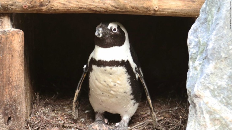 見張りをするオスのつがいの１羽＝アメルスフォルト動物園/Courtesy DierenPark Amersfoort