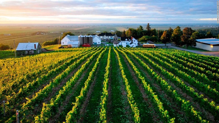 カナダのケベック州にあるワイン農園で収穫直前のぶどう５００キロが盗まれた/Courtesy Coteau Rougemont