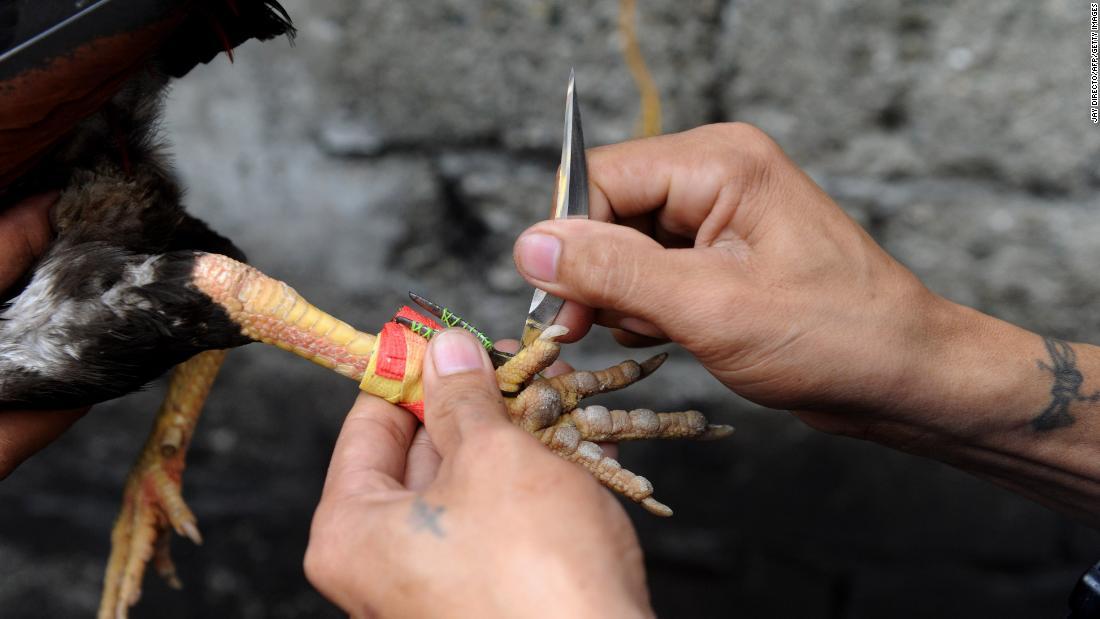 フィリピンでは闘鶏に鋭利な鉄蹴爪が付けられる/JAY DIRECTO/AFP/Getty Images