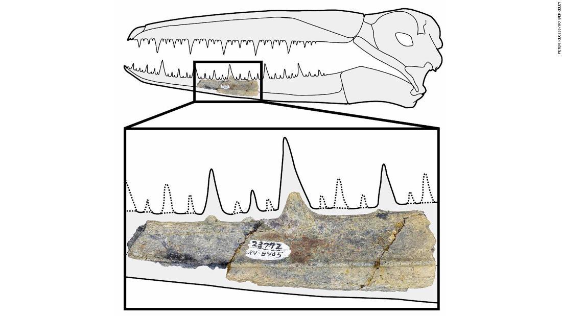 あごの一部は４０００年前のものと推定された/Peter Kloess/UC Berkeley