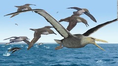 南極で発見の化石、史上最大の飛ぶ鳥か　古代の空を支配