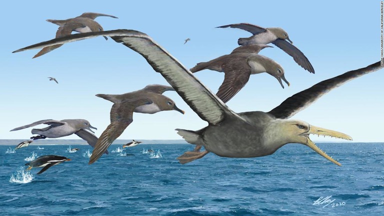 南極で発見された化石が史上最大の飛ぶ鳥とされる「ペラゴルニス」の仲間と発表された/Brian Choo/University of California Berkeley