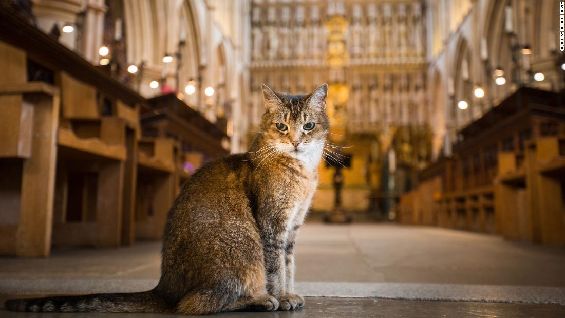 Cnn Co Jp 大聖堂に住み着いた人気者の野良猫が逝く 異例の追悼礼拝 ロンドン
