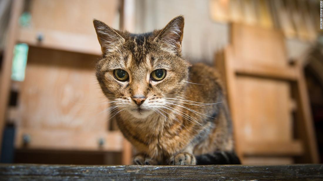 猫は２００８年に初めて大聖堂を訪れ食べ物を求めていたという/courtesy Bridget Davey