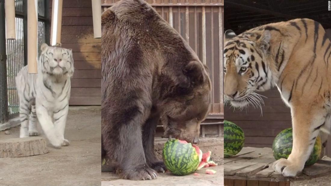 Cnn Co Jp 米大統領選はバイデン氏勝利 ロシア動物園のトラやクマ占い