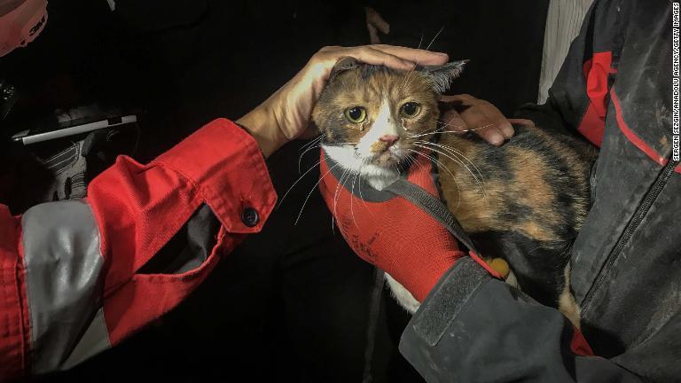 捜索犬が見つけ救助された猫＝イズミル/Sergen Sezgin/Anadolu Agency/Getty Images