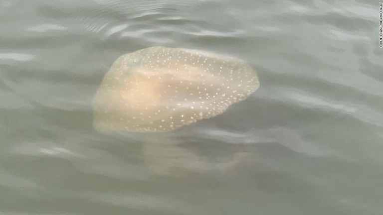 米サウスカロライナ州の沿岸でビーチボールほどの大きさのクラゲが目撃された/Courtesy Chris and Kari Collins 