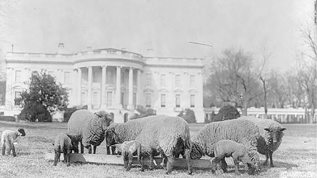 ホワイトハウスの庭にヒツジの群れがいたことも/Library of Congress