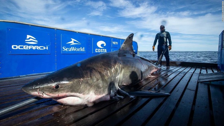 昨年９月から追跡中のホホジロザメの個体がマイアミ沖に出現した/From OCEARCH/Facebook 