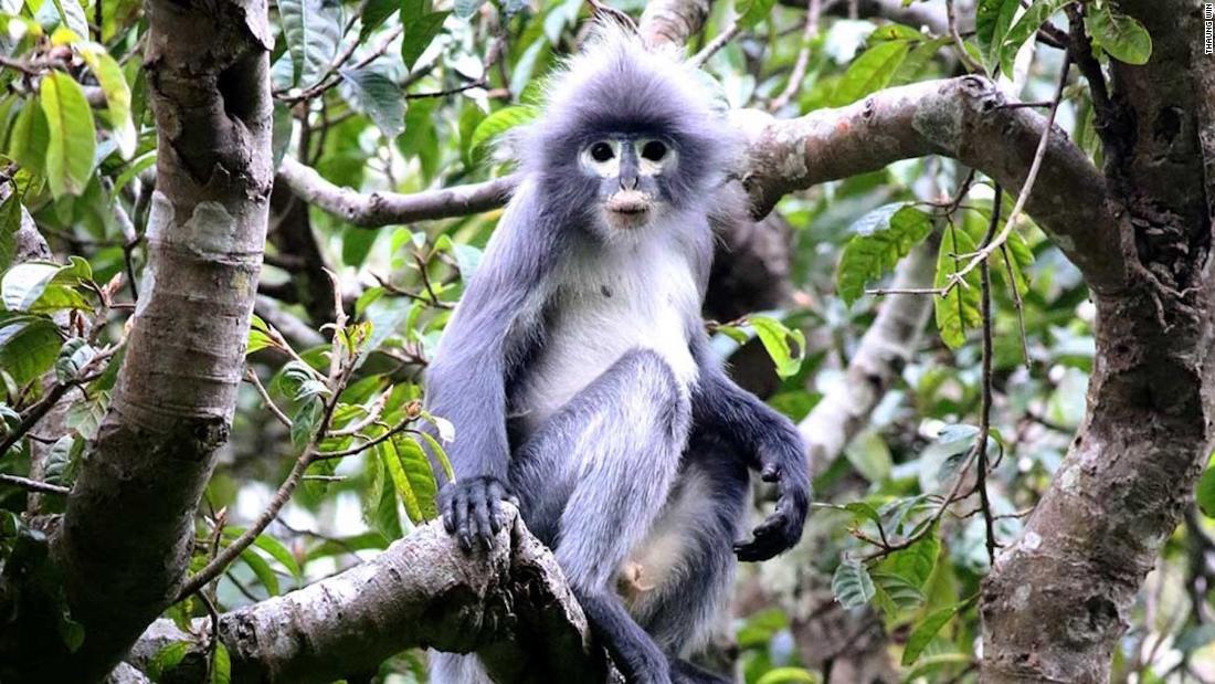 Cnn Co Jp 新種の霊長類発見 生息数少なく絶滅の危機 ミャンマー