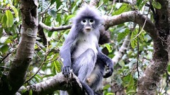 新種の霊長類発見、生息数少なく絶滅の危機　ミャンマー