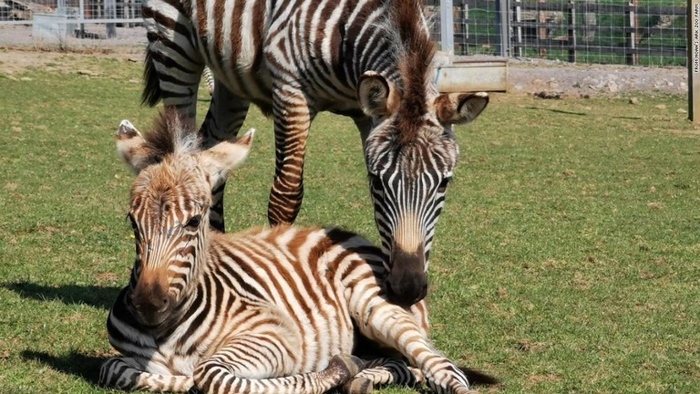 英動物園のシマウマの赤ちゃんが祭りの花火の音に驚いたことが原因で死んだという/From Noah's Ark Zoo Farm 